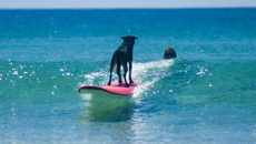 Black Dog Surf School Byron Bay