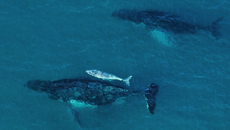 Whale Watching From Above